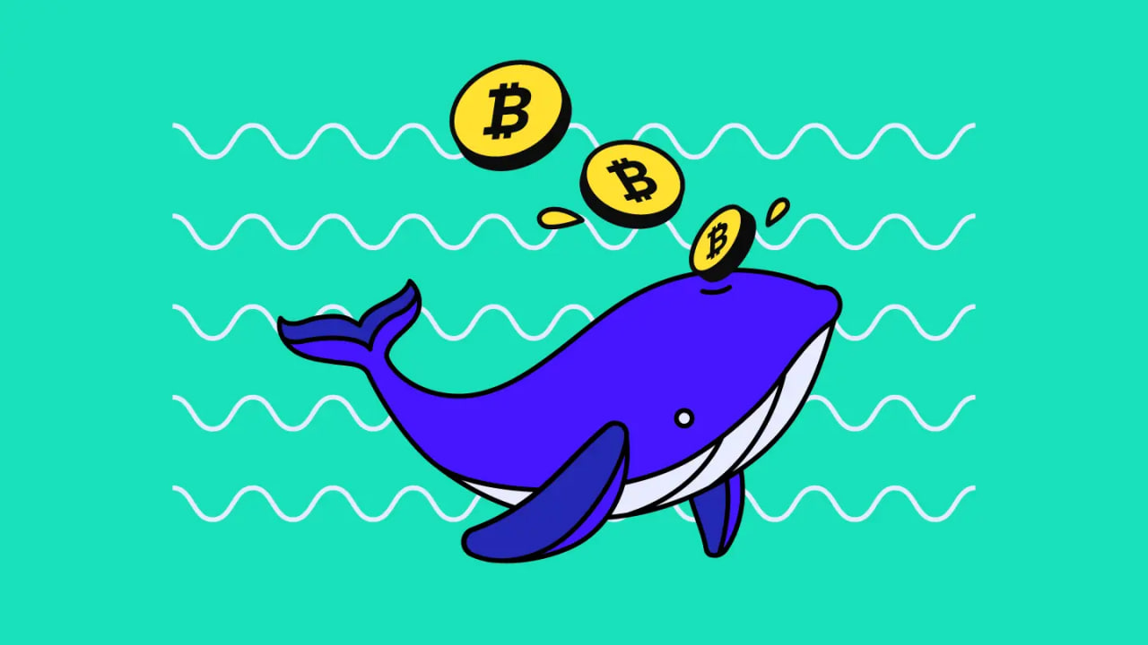 whale